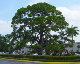 Pinus Elliottii (Yellow Slash Pine) 10 seeds - £1.58 GBP