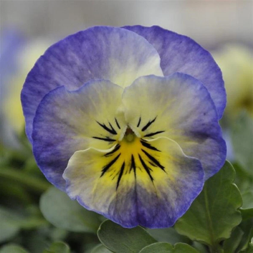 50 Viola Seeds Sorbet XP Neptune - $12.77