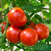 SHIP FROM US TOMATO - OREGON SPRING - 500 Mg PACKET ~180 SEEDS - HEIRLOO... - £12.74 GBP