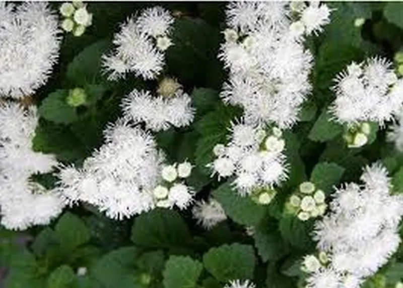 BStore Ageratum White 200 Seeds - £7.69 GBP