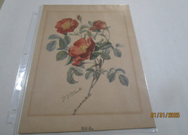 Wild Rose Piejutte Color Print Early 1900S 11 1/2 X 8 1/4 - $25.00