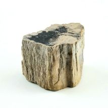 Petrified Wood South Dakota 13 oz 1.75" x  2.25" x 3” Wooden Rock Stone Fossil image 3