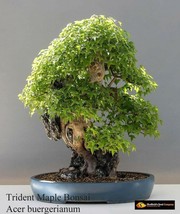 Trident Maple Tree Seeds To Grow 25 Seeds Prized Bonsai - $13.49