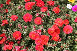 100 Red Portulaca Grandiflora Mos Rose Flower Seeds *From US - $9.90