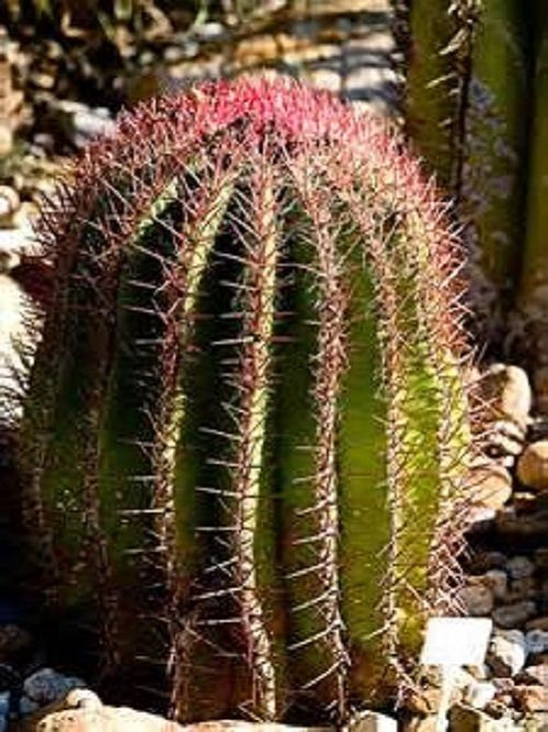 5 Giant Red Barrel Cactus Seeds-1151