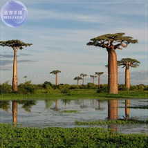 BELLFARM 2pcs Grandidier&#39;s Baobab - Adansonia Seeds giant interesting tree TS415 - £14.59 GBP