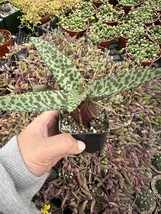 Live Plants 2” Pot Ledebouria Socialis Violacea Leopard Lily Healthy - $39.98