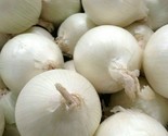 White Onion Seeds 250 Sweet Spanish Allium Vegetable Garden Fast Shipping - $8.99