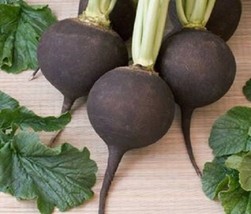 seeds 300 BLACK SPANISH ROUND Hot Spicy European Raphanus Sativus Root Vegetable - £21.27 GBP