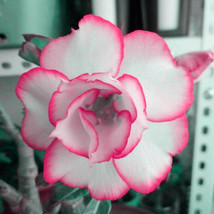 BELLFARM Adenium White Petals Rose Red Edge Flowers Bonsai Desert Rose Seeds 2PC - £4.03 GBP
