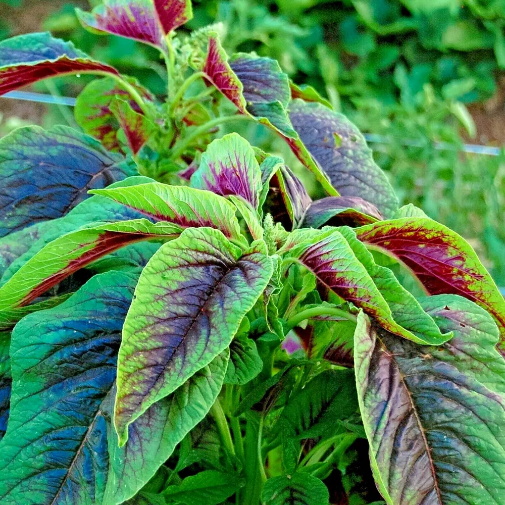 Red Amaranth 100+ Seeds Stripe Leaf Chinese Spinach Yin Cho Vegetable Ga... - $4.72