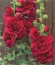 25 Maroon Double Hollyhock Easy to Grow Flower Garden Dark Red Seeds  - £10.89 GBP
