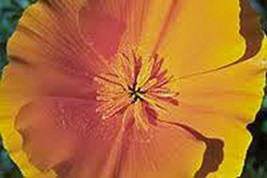 California Poppy, 1000+ Seeds, Organic, Beautiful Bright Orange, Perfect Poppies - £4.96 GBP