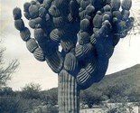 Unusual Black and White Unique Saguaro Cactus Photo - $97.02