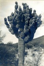 Unusual Black and White Unique Saguaro Cactus Photo - £76.66 GBP
