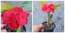 5~7&quot; WELL ROOTED LIVE PLANT~THAI RED CROWN OF THORNS-BIG SIZE FLOWERS~EU... - $35.99