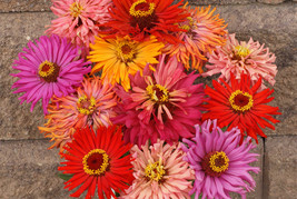 50 Seeds Zinnia Cactus Double Mix Annual Flower  - $16.65