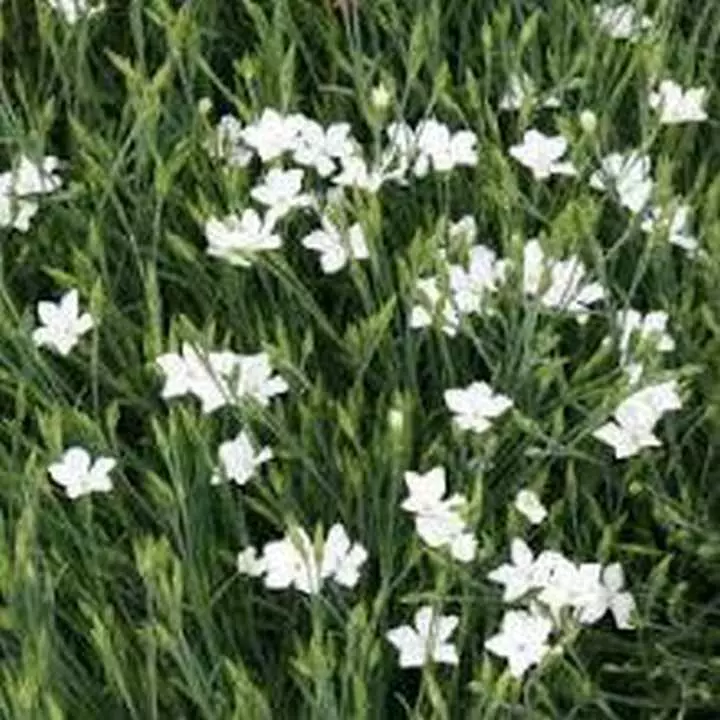 100 Fresh Seeds Dianthus Deltoides White - $11.79