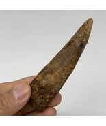 43.9g, 3.7&quot;X0.9&quot;x 0.9&quot;, Rare Natural Fossils Spinosaurus Tooth from Moro... - £157.38 GBP