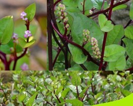 Red Malabar Spinach Seeds Fresh Gardening Usa Seller - £7.86 GBP