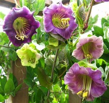 Cup And Saucer Vine Purple - 16 Seeds - Cobaea Scandens - $20.86