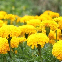 Marigold Seed Crackerjack Yellow Fresh Garden - $8.98