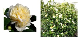 Live Plant - Jurys Yellow Camellia Japonica - Quart Pot - £44.88 GBP