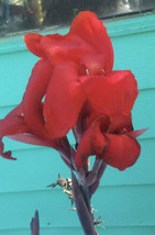 Red Canna Lily 6 Bul Bs Bareroot . - $24.75