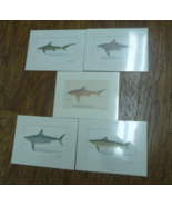 S-565 Set of 5 Shark Great White Mako Tiger White Tip Prints signed Ron ... - £74.60 GBP