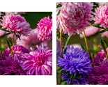50 Seeds Aster Tall Peony Duchesse Mixed Flower - $34.93