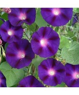 Fresh Morning Glory Grandpa Ott Purple Climbing Vine 15&#39; Heirloom Non-Gm... - €9,40 EUR