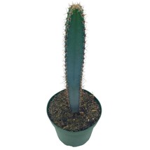 Giant Square Blue Columnar Cactus, Squared Column Cacti, 4 inch Pot, Pilosocereu - £14.85 GBP