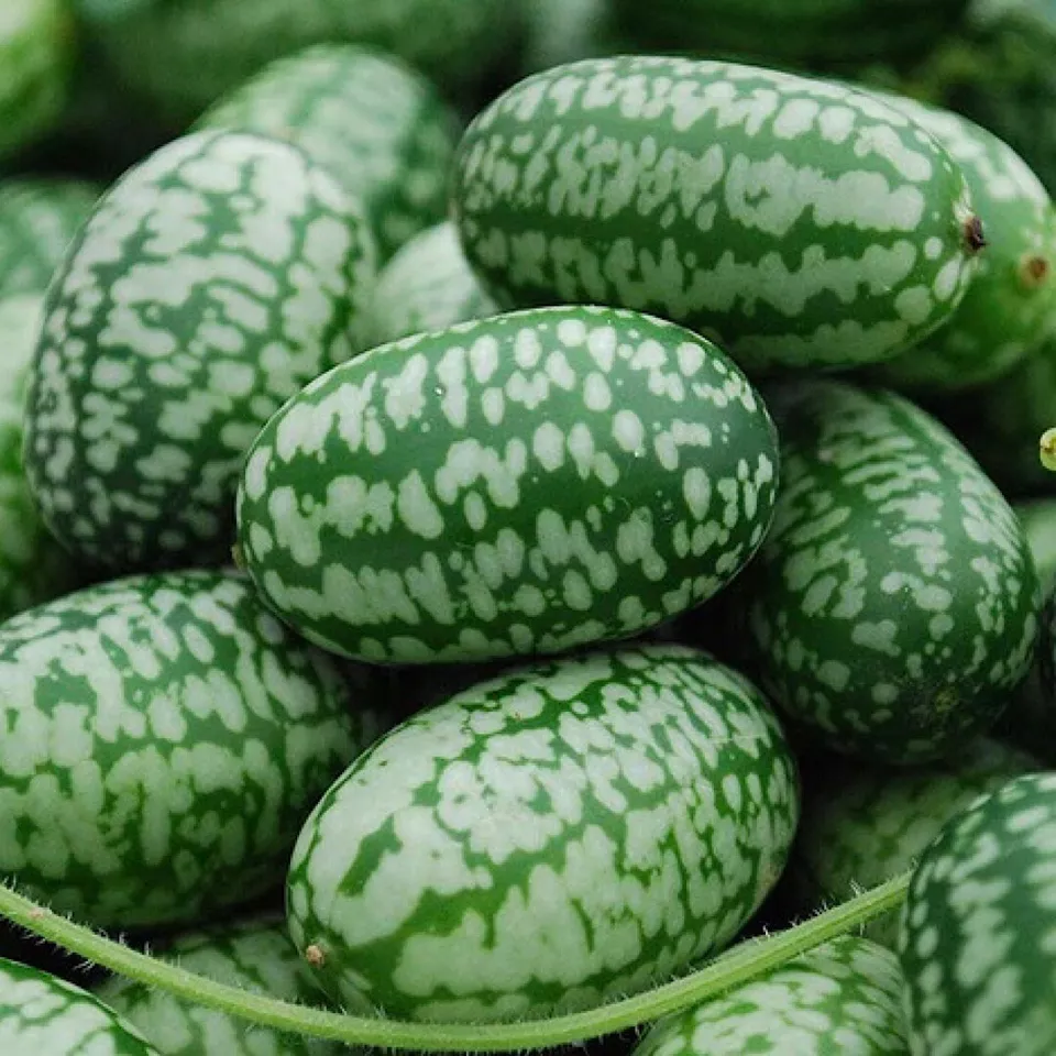 15+ Cucamelon Seeds, Mouse Melon - Melothria Scabra Mexican Sour Gherkin Non GMO - £7.07 GBP