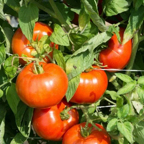 Fresh Rutgers Tomato Seeds 50 Ct Vegetable Heirloom Non-Gmo Usa Seller - £5.92 GBP