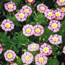 Rose Ensign Dwarf Morning Glory Seeds - Loads Of Blooms Garden USA Shipping - $12.98