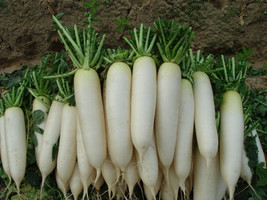 HeirloomSupplySuccess 50 Heirloom Chinese White Radish Seeds - £1.59 GBP
