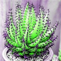 200 Pcs Rainbow Aloe Mixed Excellent Succulent Plants Aloe Vera Plants S... - $122.55 MXN