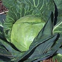 Bloomys 1000 Seeds Late Flat Dutch Cabbage Seeds Heirloom Non Gmo FreshU... - $10.38