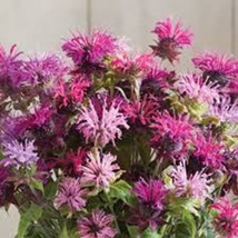 100_+ Double Mix Bee Balm Seeds Flowers Seed Bloom Hummingbird Flower Se... - $9.69