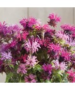 100_+ Double Mix Bee Balm Seeds Flowers Seed Bloom Hummingbird Flower Se... - £7.28 GBP