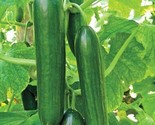 10 Seeds Ashley Long Cucumber Seeds Heirloom Non Gmo Organic Fresh Fast ... - £7.20 GBP