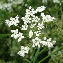 Anise Seeds Pimpinella Anisum L Herb New Fresh Seeds USA - $15.40