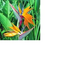 Bird of Paradise Starter Plant Hawaiian  4 Pack #E4 - £118.73 GBP