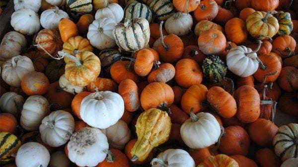 Pumpkin ornamental mix seeds, code 420 Item image 6
