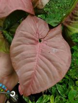 Live Plant Pink Syngonium Podophyllum Arrowhead~7&quot; Cutting With 5 Leaves - £12.67 GBP