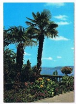 France Postcard Insel Mainau Bodensee Palmengruppe Palm Trees - £2.42 GBP