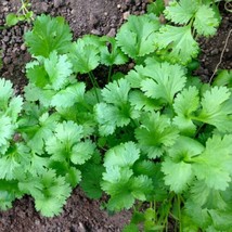 Fresh Garden Leisure Cilantro Seeds  Heirloom - Non-GMO  Herb Seeds  - $9.79