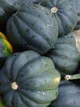 KKG 50 Bush Acorn Squash Seeds Table King 82 Days Fresh Garden - $185.64 MXN