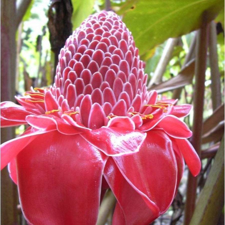 10 Tropical Ginger Flower Seeds Etlingera Elatior Cut Flower Tropical Ha... - £8.28 GBP