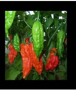 THJAR 25 Red Bhut Jolokia Seeds Ghost Pepper Naga Jolokia HOT Chilli *90... - $28.90 MXN